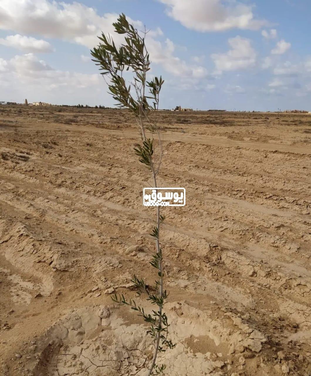 للبيع قطعة ارض كبيرة فى سيدى عبد الرحمن بالاسكندرية